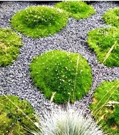 karmnik-oscisty-1-szt-trawa-ozdobna-sadzonki-niska