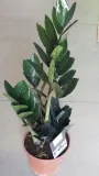 zamiokulkas-raven-zamia
