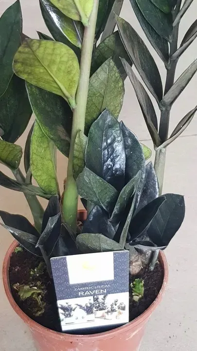 zamiokulkas-raven-zamia