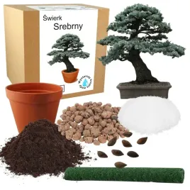zestaw-do-uprawy-bonsai-swierk-srebrny-drzewko-do-sadzenia-nasiona-4-szt