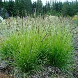 sesleria-jesienna-1-szt-trawa-ozdobna-sadzonki
