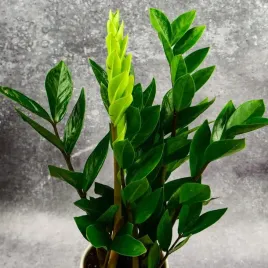 zamioculcas-zamiokulkas-zamiifolia-rosnie-wszedzie-w-zimowym-opakowaniu