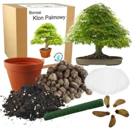 zestaw-do-uprawy-drzewko-bonsai-klon-palmowy-lisc-do-sadzenia-nasiona-5-szt