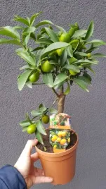 citrus-japonica-kumkwat-cytrus-mandarynka