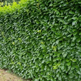 laurowisnia-caucasica-novita-1-szt-sadzonki-doniczka