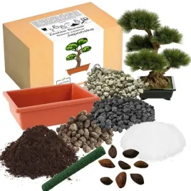 zestaw-do-uprawy-bonsai-sosna-czarna-japonska-wieloletnia-krzew-ozdobny