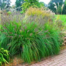 rozplenica-japonska-moudry-1-szt-trawa-ozdobna-sadzonki-niska