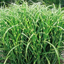 miskant-chinski-little-zebra-1-szt-trawa-ozdobna-sadzonki