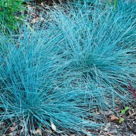 kostrzewa-sina-festuca-glauca-elijah-blue-1szt-trawa-ozdobna-sadzonki
