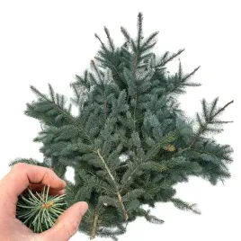 galazki-swierkowe-zywe-2-3kg-na-stroik-zielone-galazki-swiateczne-swierk