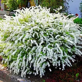 tawula-norweska-szara-grefsheim-1-szt-sadzonki-doniczka-p9