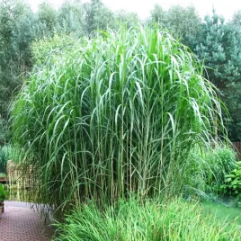 miskant-chinski-olbrzymi-1-szt-trawa-ozdobna-sadzonki-wysoka