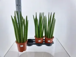 sansevieria-cylindrica-19o-70cm-mega-duza-dostojna-i-reprezentacyjna