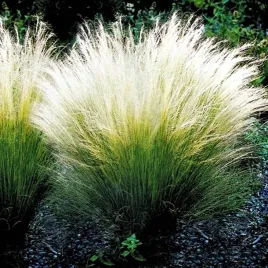 ostnica-miekka-pony-tails-1-szt-trawa-ozdobna-sadzonki