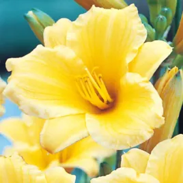 hemerocallis-liliowiec-stella-d-oro-1-szt-doniczka-p9-sadzonki-liliowce