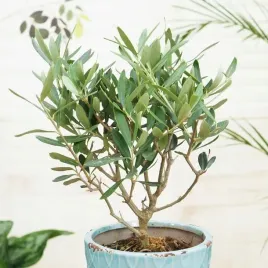olea-europea-dlugowieczna-oliwka-europejska-srodziemnomorska-drzewko-oliwne