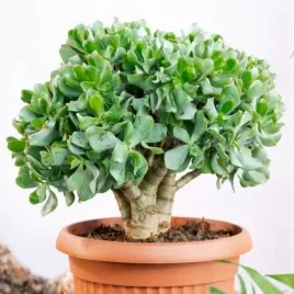 crassula-arborescens-undilatifolia-niesamowite-kwitnienie-grubosz-sukulent