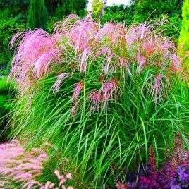 rozowy-miskant-chinski-flamingo-1-szt-trawa-ozdobna-sadzonki-wysoka