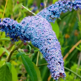 budleja-dawida-blue-1-szt-sadzonka-bylina-ozdobna