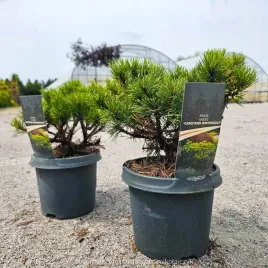 sosna-zlota-kosodrzewina-carsten-s-winter-gold-pinus-mugo-nowosc-c3