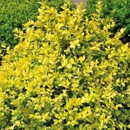 bukszpan-wieczniezielony-aurea-doniczka-p9-1-szt-sadzonki