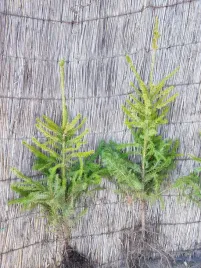 swierk-pospolity-4lat-50-80cm-na-plantacje-choinek