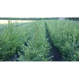 swierk-pospolity-4lat-40-60-na-plantacje-choinek