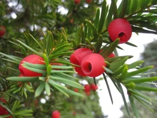 cis-pospolity-50-80-cm-taxus-bacata-rodzaj-rosliny-cis