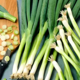 ozarow-cebula-siedmiolatka-bajkal-2g-nasiona-witamina-c-a-zelazo