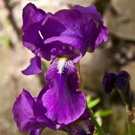 kosaciec-irys-fioletowy-barbata-purple-klacze-sadz-zdrowa-pieknosc-ir1