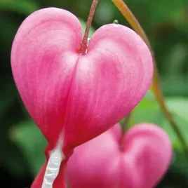 dicentra-spectabilis-serduszka-okazale-rozowe-1-szt-klacze-sadz-zdrowa
