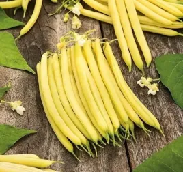 fasola-erla-szparagowa-65dni-najwczesniejsza-zolta-strakowa-karlowa-50g