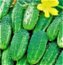 cn-ogorek-parys-skierniewicki-5g-nasiona-ogroka-dobry-do-kwaszenia-salatek