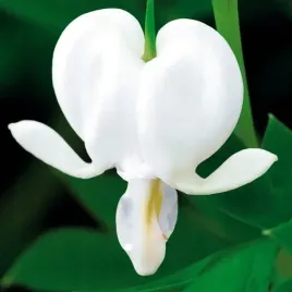 dicentra-spectabilis-serduszka-okazale-biale-1-szt-klacze-sadz-zdrowa