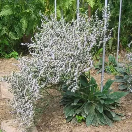 zatrwia-tatarski-03g-kwiaty-roslina-suche-bukiety-trwala-male-wyma-bylina