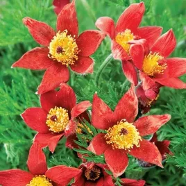 sasanka-czerwona-pulsatilla-klacze-1-szt-klacze-sadz-zdrowa
