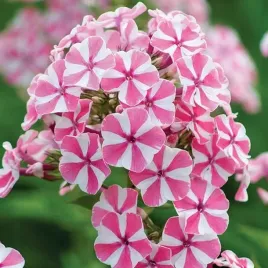 phlox-plomyk-wiechowaty-bialo-rozowy-peppermint-twist-1szt-bulwa-klacze-xl