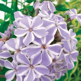 phlox-plomyk-wiechowaty-bialo-fioletowy-all-in-one-1szt-bulwa-klacze-xl