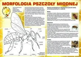 tablica-srednia-edukacyjna-morfologia-pszczoly-miodnej-xl