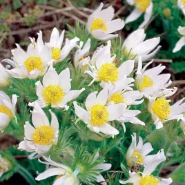 sasanka-biala-pulsatilla-klacze-1-szt-klacze-sadzonka-zdrowa-di1