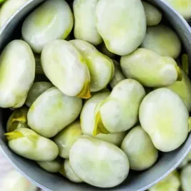 bob-kasjer-plenny-wczesny-bardzo-duze-swieze-nasiona-bobu-az-50g