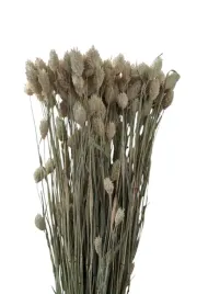 kanar-naturalny-40-cm-klosy-duzy-peczek-susz-naturalny-mozga-trawa-50-sztuk