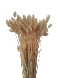 kanar-wybielany-40-cm-klosy-duzy-peczek-susz-naturalny-mozga-trawa-50-sztuk