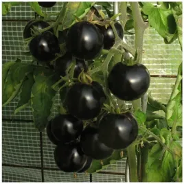 pomidor-gruntowy-blackball-czarny-nasiona-bez-gmo-02g