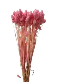 kanar-jasnorozowy-40-cm-klosy-duzy-peczek-susz-naturalny-mozga-trawa-50-szt