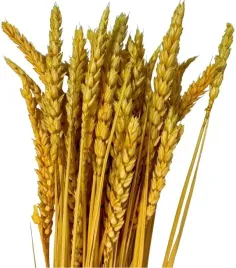 zolta-pszenica-suszona-zboze-klosy-palma-40-klosow-wielkanoc-40cm-dozynki