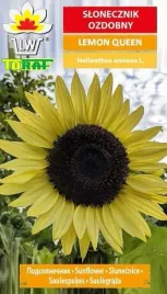 slonecznik-lemon-queen-cytrynowy-nasiona-2g-toraf-miododajny-150-180cm