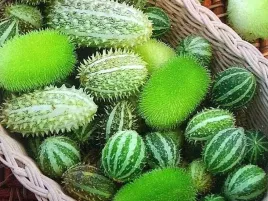 lux-ogorek-ozdobny-mieszanka-gatunkow-03-g-nasiona