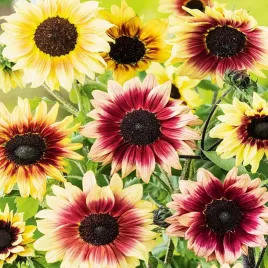 slonecznik-ozdobny-mix-mieszanka-odmian-i-kolorow-100g-nasiona-slonecznika