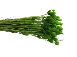 kanar-zielony-40-cm-klosy-duzy-peczek-susz-naturalny-mozga-trawa-50-sztuk